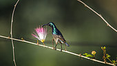 Long-billed Sunbird (Cinnyris lotenius) on a branch, Ella, Uva province, Sri Lanka