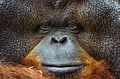 Portrait of Bornean Orang-Outan (Pongo pygmaeus pygmaeus), Zoo Chiang Mai, Thailand