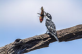 Pied kingfisher (Ceryle rudis) eating on a branch, Kruger National park, South Africa