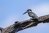 Pied kingfisher (Ceryle rudis) on a branch, Kruger National park, South Africa
