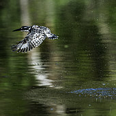 Pied kingfisher (Ceryle rudis) fishing in flight, Kruger National park, South Africa