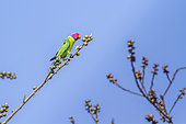 Plum-headed Parakeet (Psittacula cyanocephala) on a branch, Bardia national park, Nepal