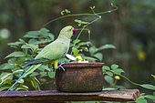 Rose-ringed Parakeet (Psittacula krameri) on a pot, Minneriya national park, Sri Lanka