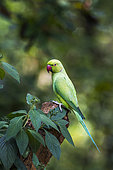 Rose-ringed Parakeet (Psittacula krameri) on a branch, Minneriya national park, Sri Lanka