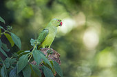 Rose-ringed Parakeet (Psittacula krameri) on a branch, Minneriya national park, Sri Lanka