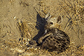 Spotted hyaena (Crocuta crocuta) at den, Kruger National park, South Africa