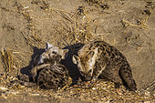 Spotted hyaena (Crocuta crocuta) at den, Kruger National park, South Africa