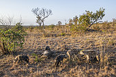 Spotted hyaena (Crocuta crocuta), Kruger National park, South Africa