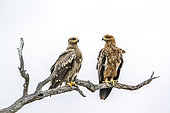 Tawny Eagle (Aquila rapax) couple on a branch, Kruger National park, South Africa