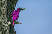 Violet-backed starling (Cinnyricinclus leucogaster) male on a branch, Kruger National park, South Africa