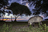Wild boar (Sus scrofa) at dusk, Tarutao national park, Thailand