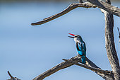 Woodland kingfisher (Halcyon senegalensis) on a branch, Kruger National park, South Africa