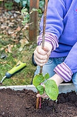 Little girl layering a dogwood in a garden