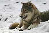 European wolf (Canis lupus lupus) in winter, captive, Bavaria, Germany, Europe