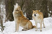 Howling European wolves (Canis lupus lupus) in winter, captive, Bavaria, Germany, Europe