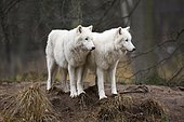 Arctic wolf, Polar Wolf or White Wolf (Canis lupus arctos), two