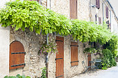 Wisteria on a house facade in summer, Provence, France