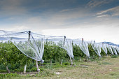 Protective nets on apple trees in summer, Provence, France