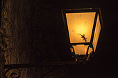 Shadow of a Crocodile Gecko (Tarentola mauritanica) in a lamppost in summer, Provence, France