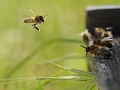 Honey bee (Apis mellifera) - A drone ready for take-off the flight board.