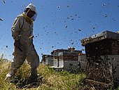 Apiculture - Un essaim sort en trombe d’une ruche dans un rucher. L’apiculteur impuissant ne peut qu’assister au départ de la moitié des abeilles de sa ruche.
