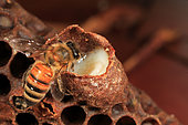 Abeille à miel (Apis mellifera) - Une abeille inspecte une cellule royale remplie de gelée royale. La gelée royale est essentielle pour le développement d'une colonie. Cette sécrétion mélangée à du pollen pré-digéré est produite par les glandes pharyngées des jeunes abeilles. C'est un nutriment exceptionnel permettant aux larves d'abeilles de croître à un rythme sans équivalent dans le reste du règne animal.