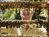 Apiculture - Un éleveur de reine d'abeille en Suisse En Suisse un apiculteur inspecte son élevage de reines. Les reines sont élevées par les apiculteurs pour repeupler leurs ruches et accroitre leur cheptel.