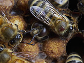 Honey bee (Apis mellifera) - The birth of drones in the brood surrounded by nurse bees. A parasite, the varroa destructor, is on one of the nurses. The varroa often use the drones' cells to raise their offspring.