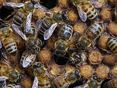 Honey bee (Apis mellifera) - The birth of drones in a brood surrounded by nurse bees. The drone is born 24 days after the egg is laid and it lives approximately 50 days. The drone is the only fertile depositary of the queen's genes. It is responsible for the transmission of the genes from the queen (its mother). Like all the bees, three days after the eggs have hatched the drone larvae are first fed royal jelly. Then, the nurse bees change the food to a mix of honey and pollen. Unlike the diet of the worker bee larvae, that of the drones includes more honey.