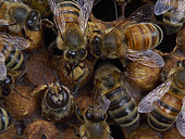 Honey bee (Apis mellifera) - The birth of drones in a brood surrounded by nurse bees. The drone is born 24 days after the egg is laid and it lives approximately 50 days. The drone is the only fertile depositary of the queen's genes. It is responsible for the transmission of the genes from the queen (its mother). Like all the bees, three days after the eggs have hatched the drone larvae are first fed royal jelly. Then, the nurse bees change the food to a mix of honey and pollen. Unlike the diet of the worker bee larvae, that of the drones includes more honey.