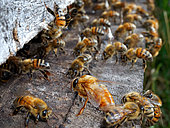 Honey bee (Apis mellifera) - On a hive's flight board we can see the great size of the drone compared to other bees. The male bees have more developed wing muscles than the females. These muscles allow them to carry out mating flights over long distances and for a longer time. They also facilitate copulation by allowing for faster flight to catch the queen. The males' eyes are also bigger than those of the females, allowing them to better spot the queens in the congregations that number up to 10,000 males. In addition, the males' antennas cover a surface area twice as big and have 7 times more olfactory sensilla than those of the worker bees.