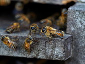 Honey bee (Apis mellifera) - On a hive's flight board we can see the great size of the drone compared to other bees. Veritable athletes built for flying, fertilization flights have been observed at more than 7 kilometres from the hive even if the average distance for fertilizations is 3 kilometres from the hive.