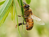 Italian bee (Apis mellifera ligustica) - The varroa parasite often develops in the drones' cells. During the fertilization flights, which last twenty or so minutes, a drone might land on a leaf to warm itself up. The males' peak flying time is between 2pm and 5pm. They fly at a height of 10 to 40 metres above the ground. The males' average flight distance is 900 metres./