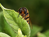 Italian bee (Apis mellifera ligustica) - The varroa parasite often develops in the drones' cells. During the fertilization flights, which last twenty or so minutes, a drone might land on a leaf to warm itself up. The males' peak flying time is between 2pm and 5pm. They fly at a height of 10 to 40 metres above the ground. The males' average flight distance is 900 metres./