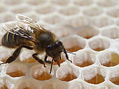 Abeille noire d'Europe occidentale (Apis mellifera mellifera) sur des cellules de miel