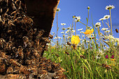 Abeille à miel (Apis mellifera) - Va et viens des abeilles lors d’un retour massif à la ruche. Une Abeille à miel (Apis mellifera) transporte de 20 à 30 milligrammes de nectar et effectue de 3 à 10 vols par jour pendant 10 et 20 jours d’activité. Une ruche a entre 100 000 et 200 000 butineuses et récolte ainsi entre 60 kilos et 300 kilos de miel par an.