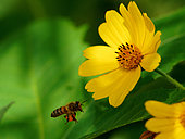 Italian bee (Apis mellifera ligustica) gathering pollen and nectar from a flower