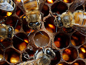 Abeille à miel (Apis mellifera) - Abeilles nourrices sur cellule royale.