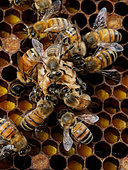 Abeille à miel (Apis mellifera) - Abeilles nourrices sur cellule royale.