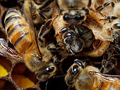 Honey bee (Apis mellifera) - Birth of a young queen surrounded by a multitude of nurse bees that sometimes help it cut through the thin wax wall that encloses the cell.