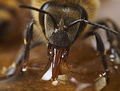 Abeille à miel (Apis mellifera) - L’abeille aspire du miel pour remplir son jabot. Le miel est la nourriture des abeilles adultes. Il leur apporte énergie pour le vol et pour régulation thermique de leur corps et de la colonie.
