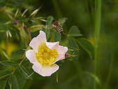 Gathering nectar from a dog rose. Bees are gluttons for the pollen from this flower.