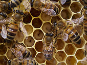 Abeille à miel (Apis mellifera) - Les abeilles nourrices pourvoient aux besoins des jeunes larves en les nourrissant les 3 premiers jours avec de la gelée royale puis avec un mélange de miel et de pollen prédigéré jusqu’à la fermeture de la cellule. L’inspection d’une larve par une nourrice dure environ 20 secondes. Son poids est multiplié par 900 fois soit 140 mg neuf jours plus tard. Une larve est inspectée 7000 fois pour environ 1100 nourrissages.