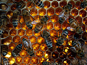 Honey bee (Apis mellifera) - Bees on nectar storage cells. 1 kilogram of honey has the same energy value as 5.5 litres of milk or 3 kg of meat or 25 bananas or 40 oranges or 50 eggs.
