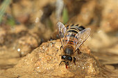 Honey bee (Apis mellifera) - Water is important in the bee's diet. The bee uses water to moisten the honey and facilitate its ingestion. The royal jelly and the bee bread contain a great quantity. The bees also uses water for the thermoregulation of the colony. The evaporation of the water decreases the colony's temperature.