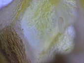 Abeille à miel (Apis mellifera) - Dans une cellule, un œuf d’un jour nouvellement pondu par la reine.