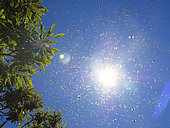 Honey bee (Apis mellifera) - In the middle of a hot summer's day, half the hive has flown off after its queen and the bees move slowly before landing on the branch of a chestnut tree.