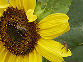Une Abeille à miel (Apis mellifera) butine une fleur de tournesol. Sur les fleurs les rencontres avec d’autres insectes sont fréquentes comme cette rencontre avec une Punaise du pin.