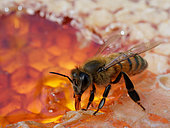 Honey bee (Apis mellifera) - At the adult age, the bees feed almost exclusively on honey and a bit of pollen. But to deprive it completely of pollen would reduce its life expectancy.
