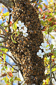 Honey bee (Apis mellifera) - A swarm of bees on a branch of a cherry tree.